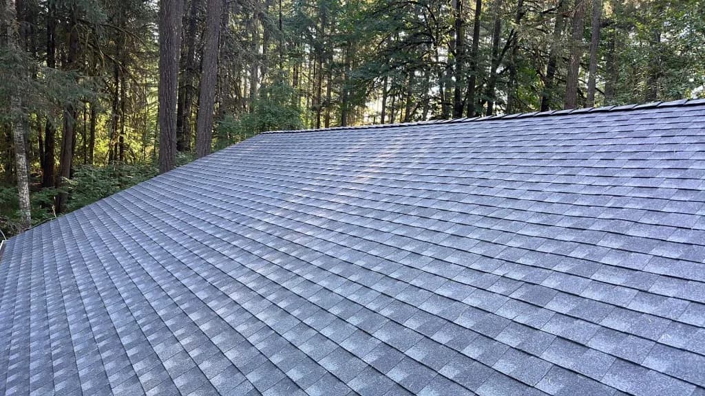 Gray shingled roof stretches across the lower half of the image against a backdrop of lush green forest.